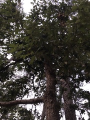 Quercus falcata