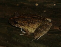 Craugastor aurilegulus