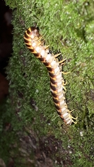 Arthrophaga myriapodina