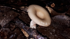 Clitocybe fragrans