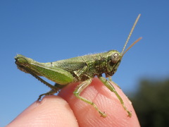 Campylacantha olivacea