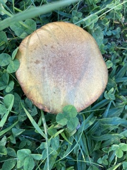 Aureoboletus innixus
