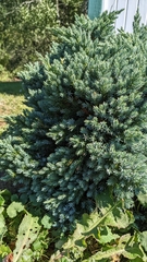 Juniperus communis