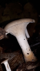 Clitocybe fragrans