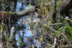 Rhynchospora inundata