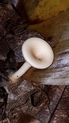 Clitocybe fragrans