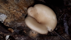 Clitocybe fragrans