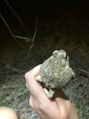 Anaxyrus microscaphus