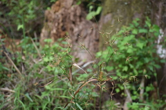 Rhynchospora inundata