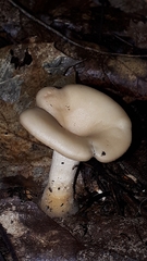 Clitocybe fragrans