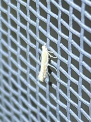 Cremastobombycia solidaginis