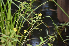 Ludwigia leptocarpa