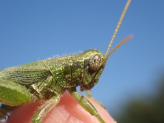 Campylacantha olivacea