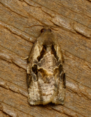 Archips grisea