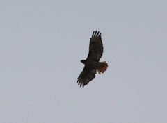 Buteo jamaicensis calurus