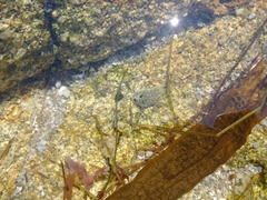 Polyplacophora