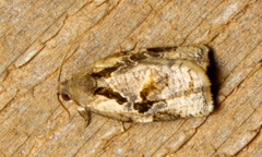 Archips grisea