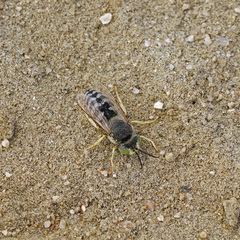 Bembix americana comata