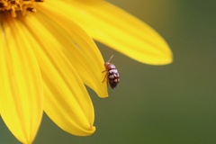 Cryptocephalus
