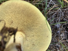 Aureoboletus innixus