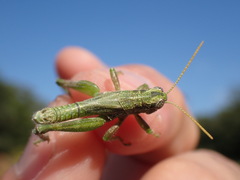 Campylacantha olivacea