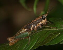 Leptomerinthoprora rubripes