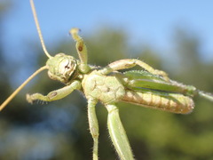 Campylacantha olivacea