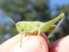 Campylacantha olivacea