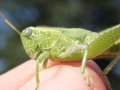 Campylacantha olivacea