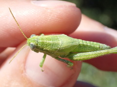 Campylacantha olivacea