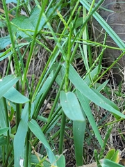 Urochloa platyphylla