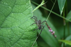 Tigrosa helluo
