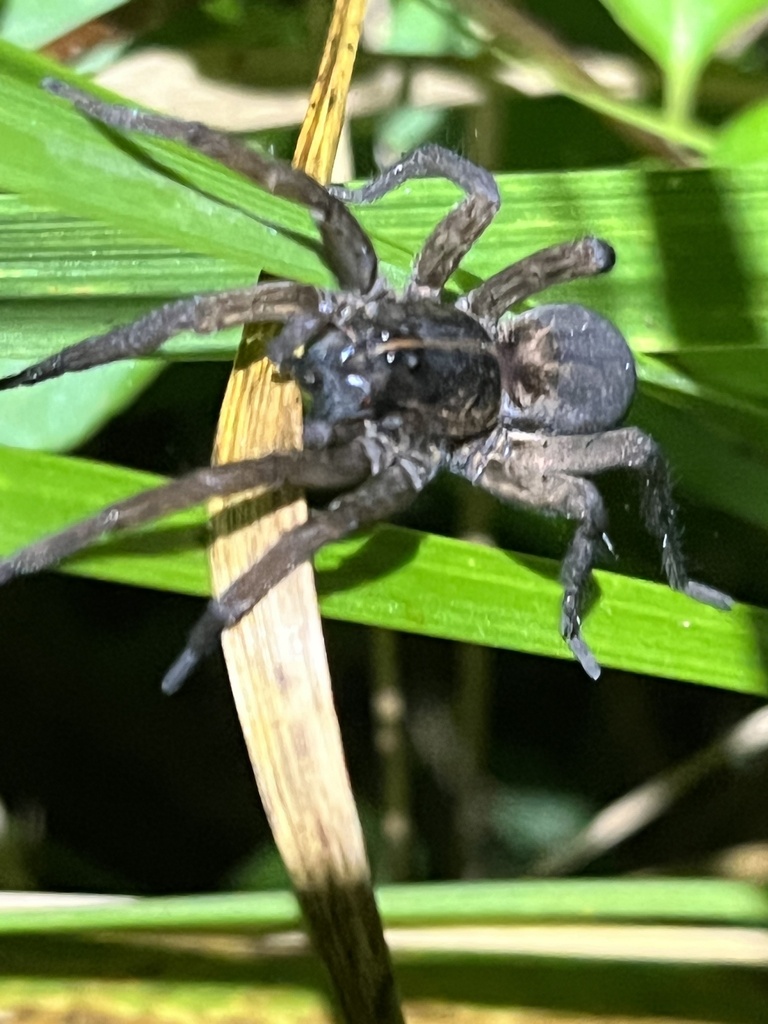 Wetland Giant Wolf Spider from Middletown Rd, Freeland, MD, US on ...