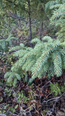 Picea mariana