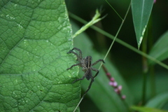 Tigrosa helluo