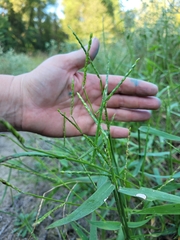 Urochloa platyphylla