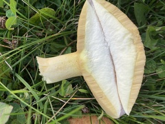 Aureoboletus innixus
