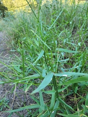 Urochloa platyphylla