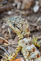 Pristidactylus alvaroi