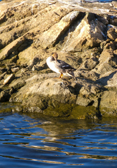 Mergus merganser