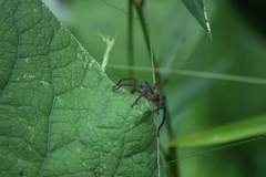 Tigrosa helluo