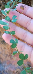 Lespedeza repens