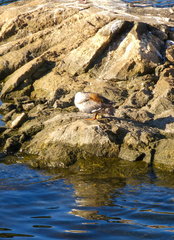 Mergus merganser