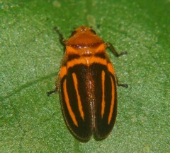 Ocoaxo lineatus