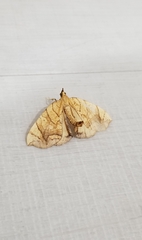 Eulithis diversilineata