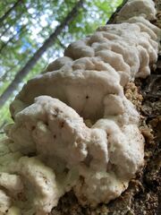 Climacodon septentrionalis