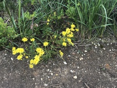Senecio pinnatifolius