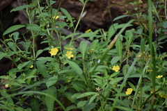 Ludwigia leptocarpa