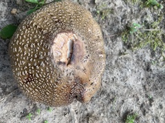 Amanita rubescens