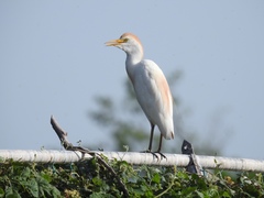 Bubulcus ibis